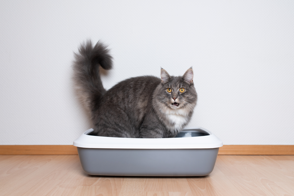 What Every Cat Owner Needs to Know about Feline Lower Urinary Tract Disease