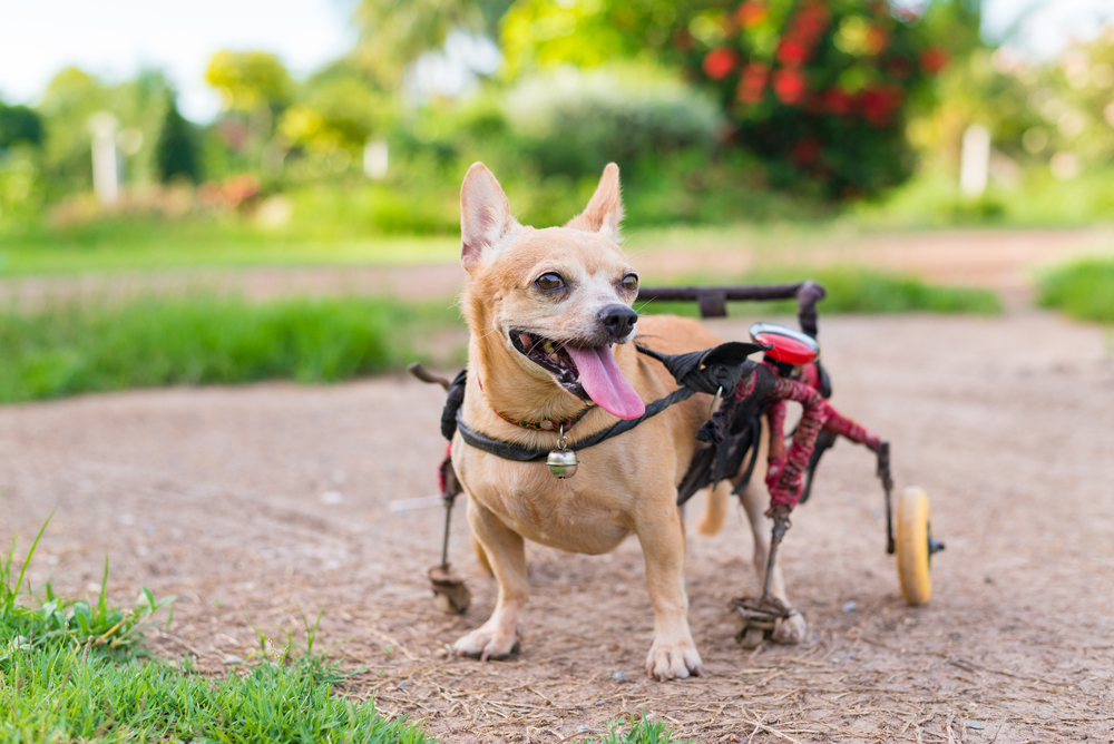 Special Care for Special Pets: How to Help Your Specially-Abled Pet Live a Fulfilling Life