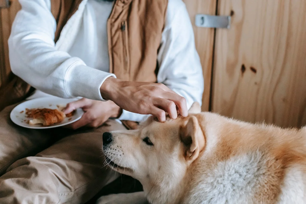 Feeding Your Senior Pet: Tips for a Healthier, Longer Life