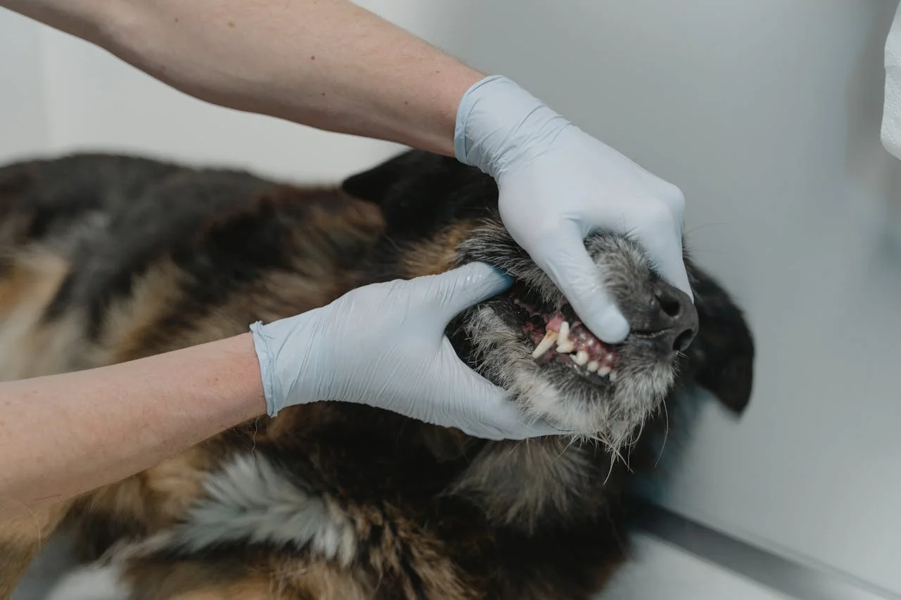 The Importance of Professional Dental Cleaning: Why Scaling and Polishing Matter for Your Pet