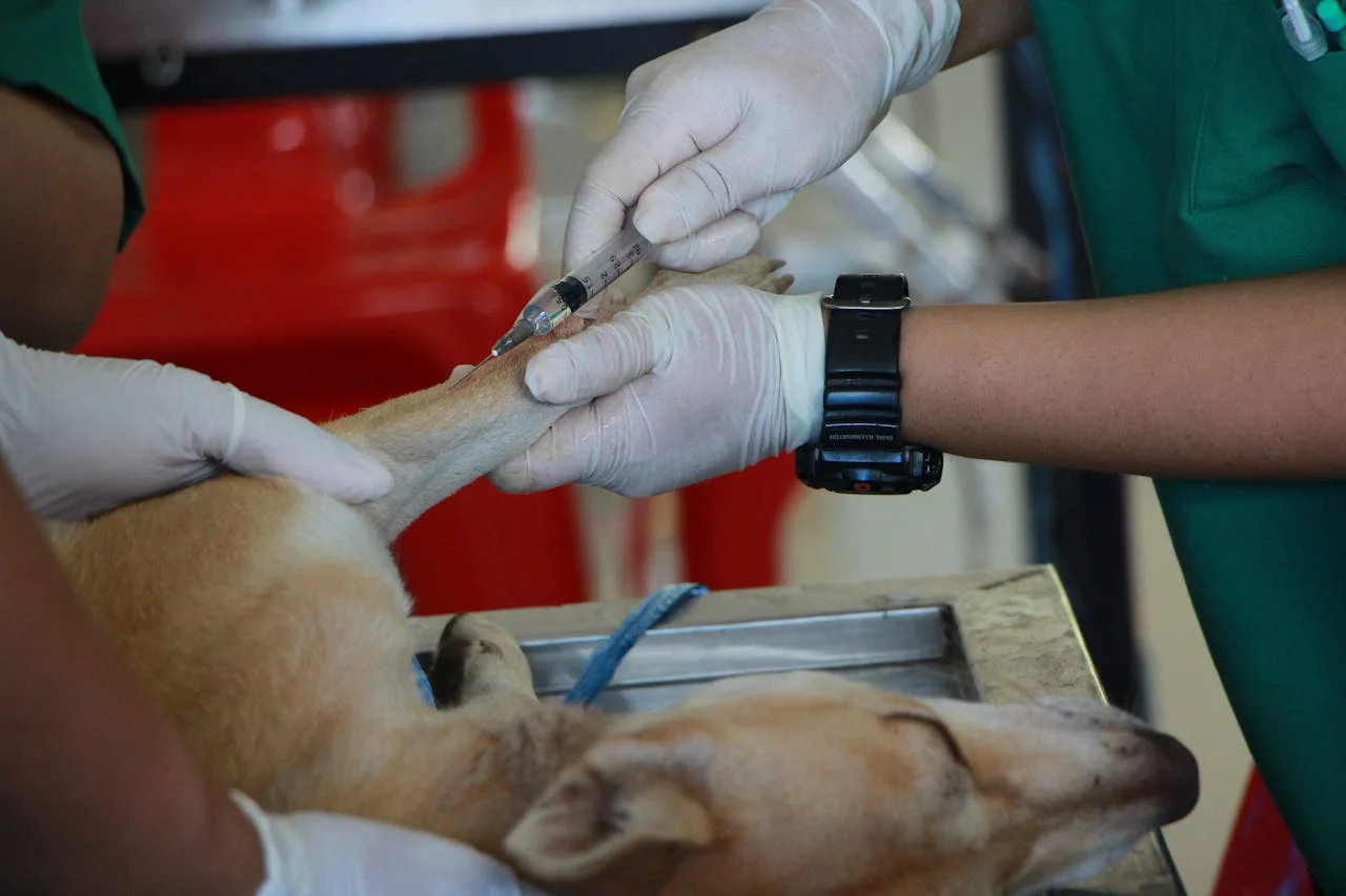 Why Surgical Monitoring Matters: How We Keep Your Pet Safe Every Step of the Way
