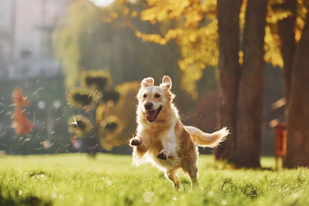 dog wellness Centennial