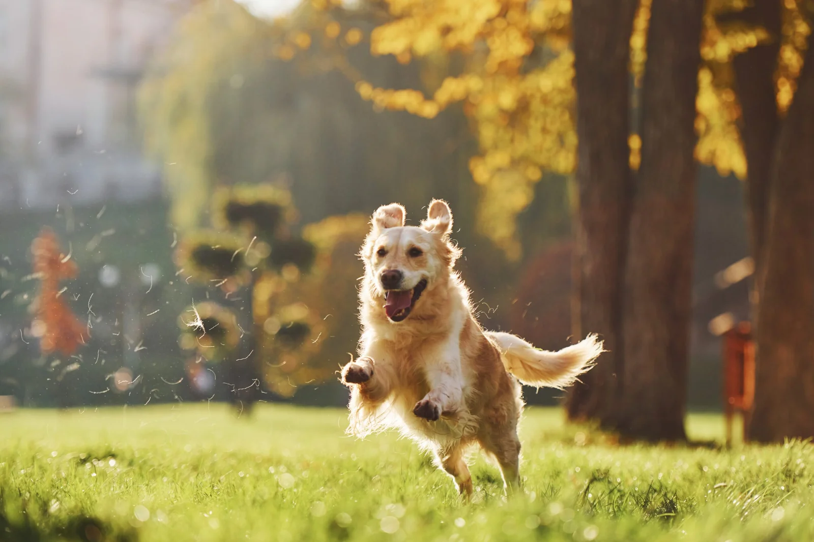 dog wellness Centennial