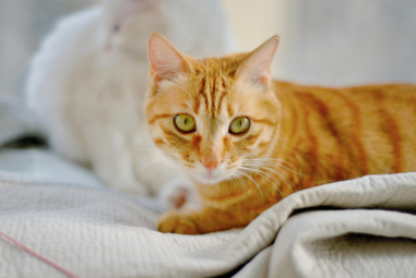 veterinary care in Centennial