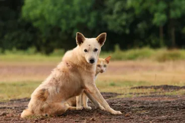 preventive veterinary care Centennial