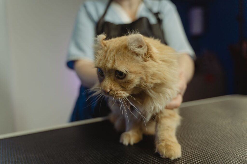 A calm pet during a low-stress veterinary visit
