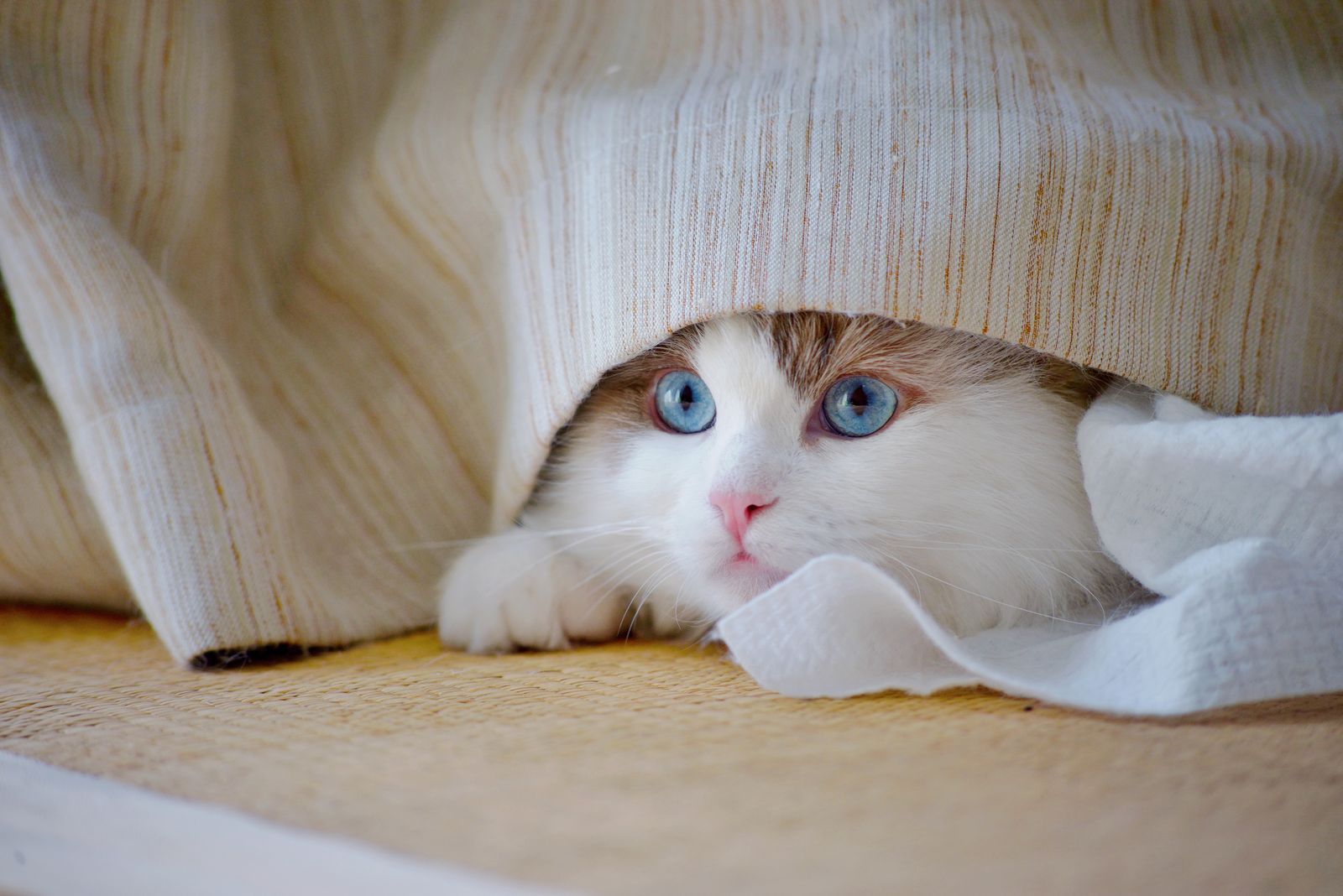 Cat hiding under a blanket, one of the subtle signs of pain in pets, Centennial, Colorado