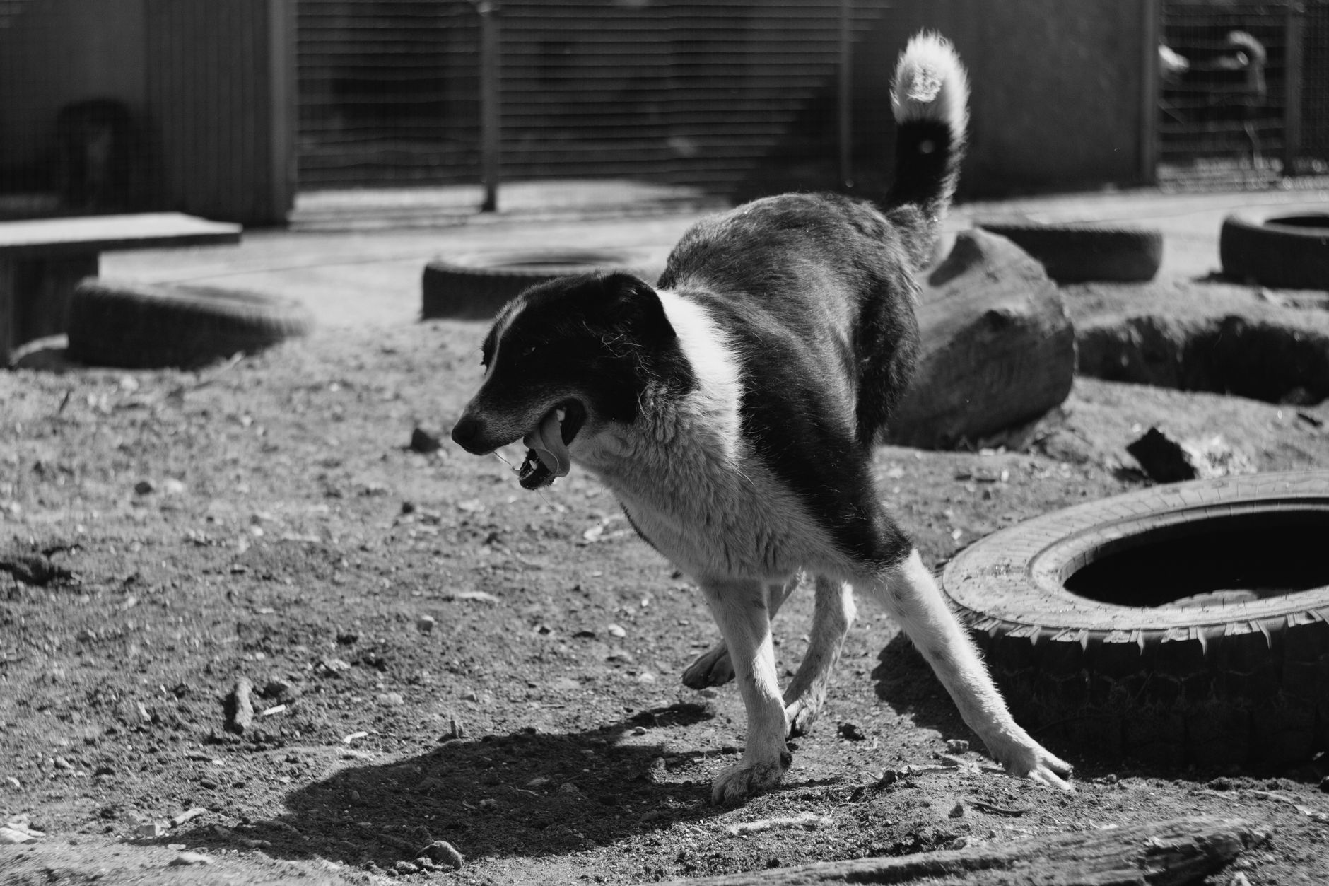 Dynamic capture of a playful dog in a black and white setting outdoors, showcasing lively canine energy.