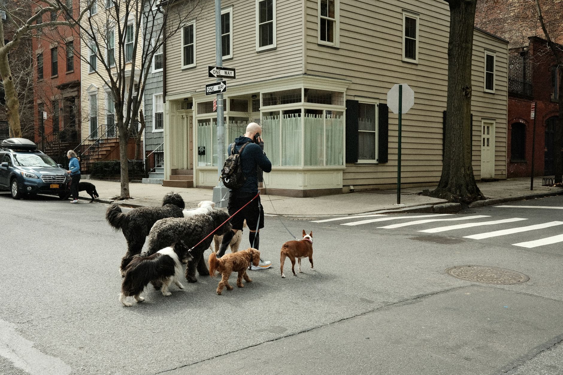 A man walks several dogs across a New York City street, showcasing urban pet lifestyle.