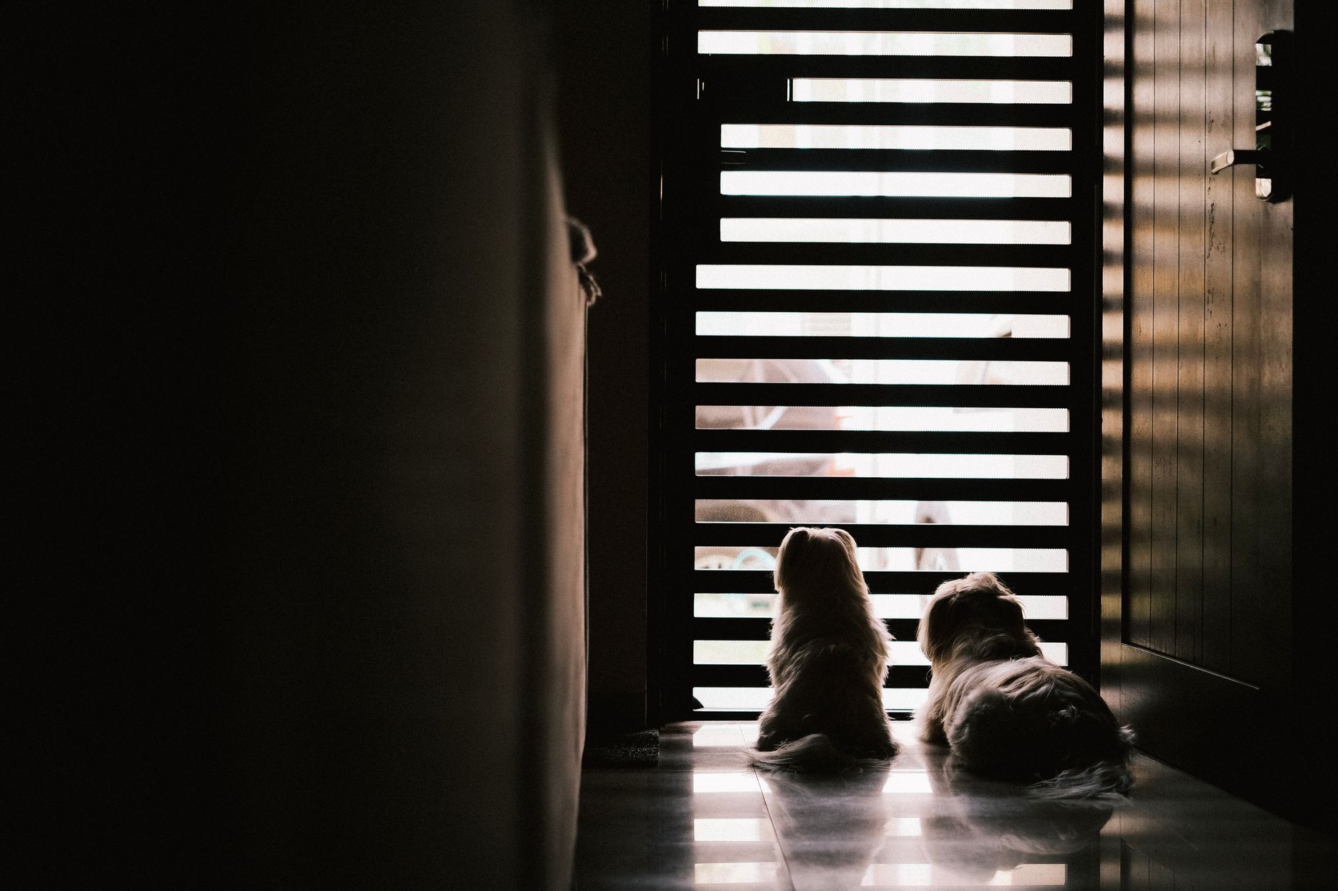 Two small dogs sit in silhouette, gazing through a slatted door with soft ambient lighting.